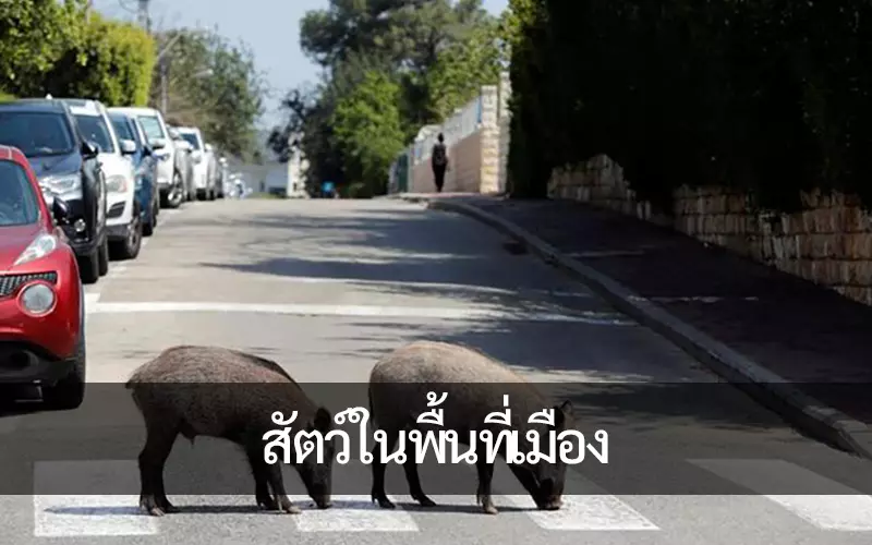 ความสำคัญของการจัดการและอนุรักษ์ สัตว์ในเขตเมือง